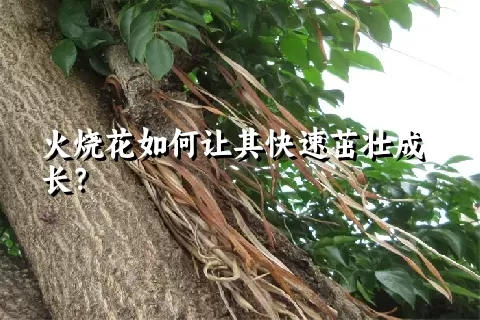 火烧花如何让其快速茁壮成长？