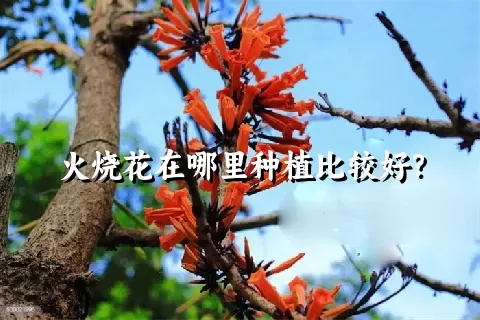 火烧花在哪里种植比较好？