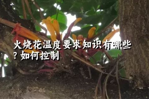 火烧花温度要求知识有哪些？如何控制