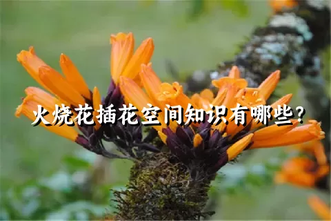 火烧花插花空间知识有哪些？