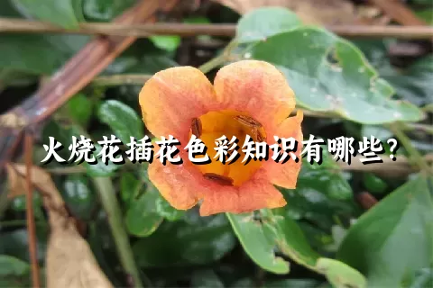 火烧花插花色彩知识有哪些？