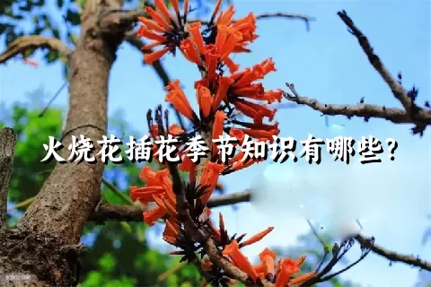 火烧花插花季节知识有哪些？