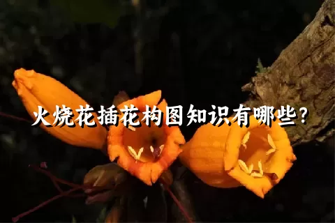 火烧花插花构图知识有哪些？