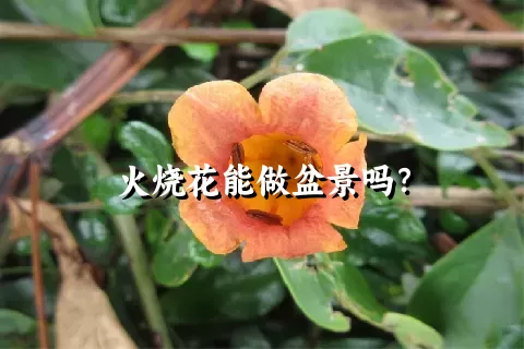 火烧花能做盆景吗？