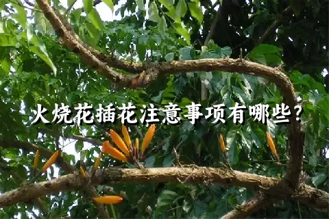 火烧花插花注意事项有哪些？