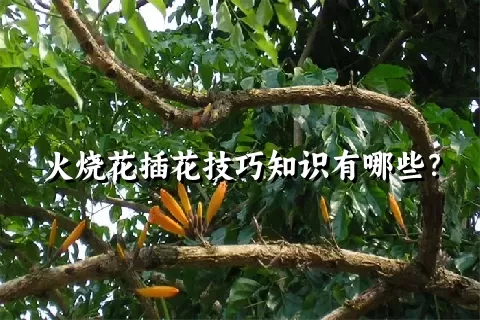 火烧花插花技巧知识有哪些？