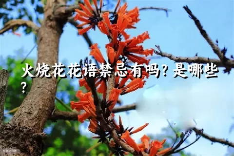 火烧花花语禁忌有吗？是哪些？