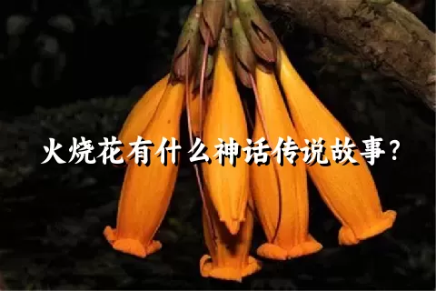 火烧花有什么神话传说故事？