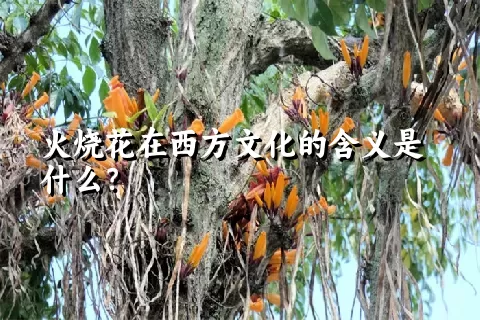 火烧花在西方文化的含义是什么？