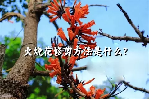 火烧花修剪方法是什么？