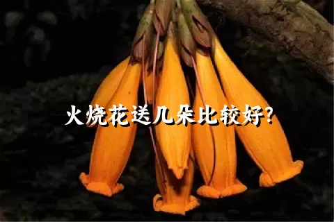 火烧花送几朵比较好？