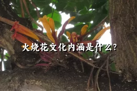 火烧花文化内涵是什么？