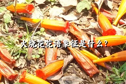 火烧花花语象征是什么？