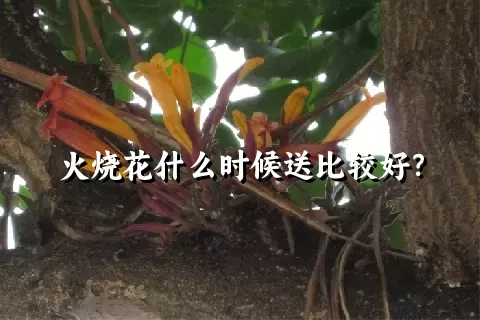 火烧花什么时候送比较好？