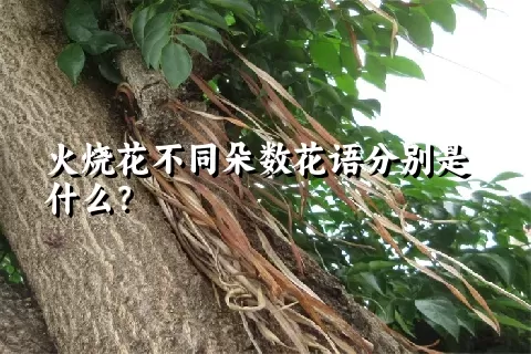 火烧花不同朵数花语分别是什么？