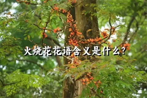 火烧花花语含义是什么？