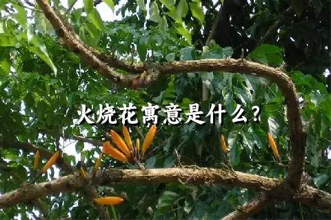 火烧花寓意是什么？