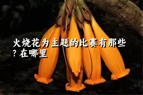 火烧花为主题的比赛有那些？在哪里