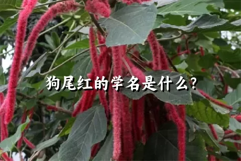 狗尾红的学名是什么？