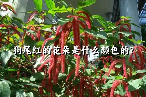 狗尾红的花朵是什么颜色的？