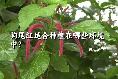 狗尾红适合种植在哪些环境中？