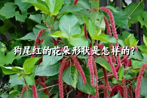 狗尾红的花朵形状是怎样的？