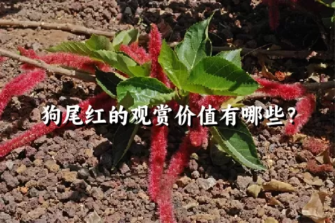 狗尾红的观赏价值有哪些？