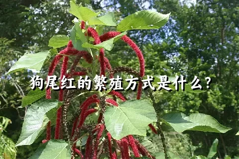 狗尾红的繁殖方式是什么？