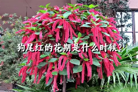 狗尾红的花期是什么时候？