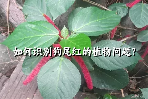 如何识别狗尾红的植物问题？