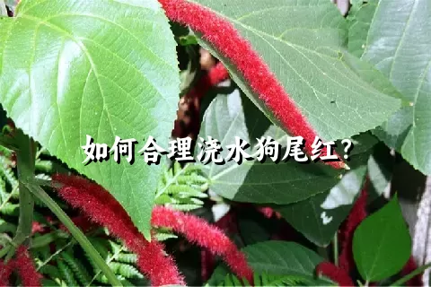 如何合理浇水狗尾红？