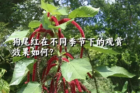 狗尾红在不同季节下的观赏效果如何？