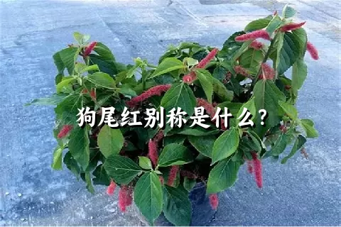 狗尾红别称是什么？