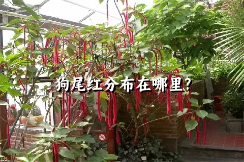 狗尾红分布在哪里?