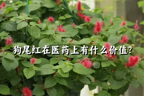 狗尾红在医药上有什么价值？