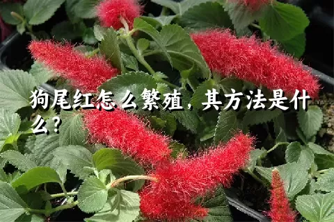 狗尾红怎么繁殖，其方法是什么？