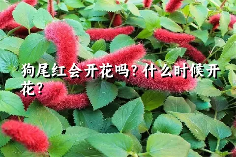 狗尾红会开花吗？什么时候开花？