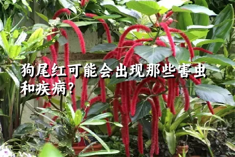 狗尾红可能会出现那些害虫和疾病？