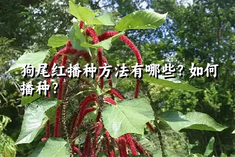 狗尾红播种方法有哪些？如何播种？