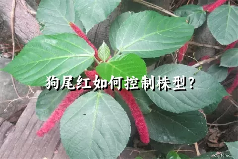 狗尾红如何控制株型？