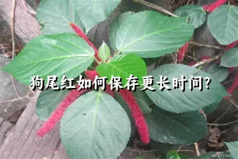 狗尾红如何保存更长时间？