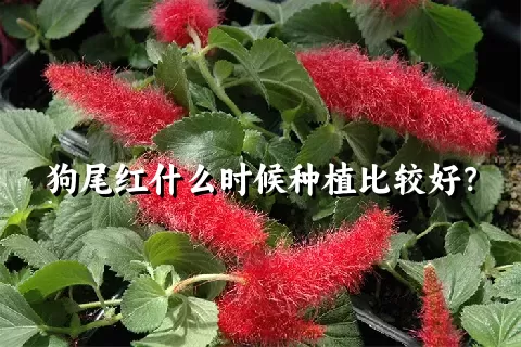 狗尾红什么时候种植比较好？