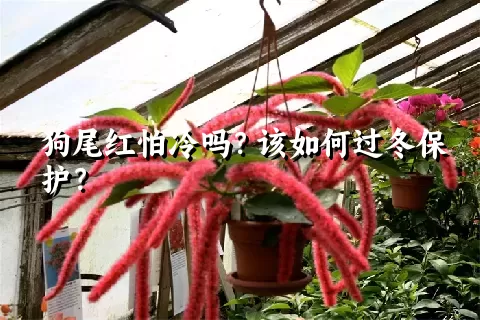 狗尾红怕冷吗？该如何过冬保护？