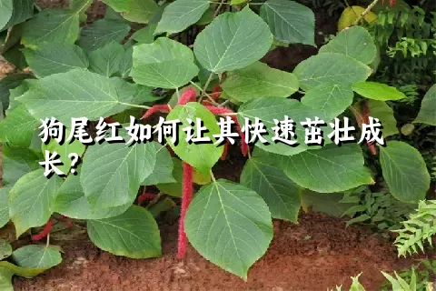 狗尾红如何让其快速茁壮成长？