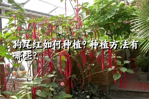 狗尾红如何种植？种植方法有哪些？