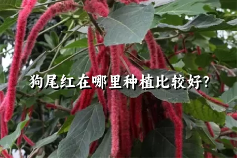 狗尾红在哪里种植比较好？