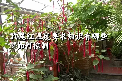 狗尾红温度要求知识有哪些？如何控制