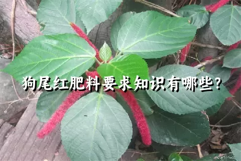 狗尾红肥料要求知识有哪些？