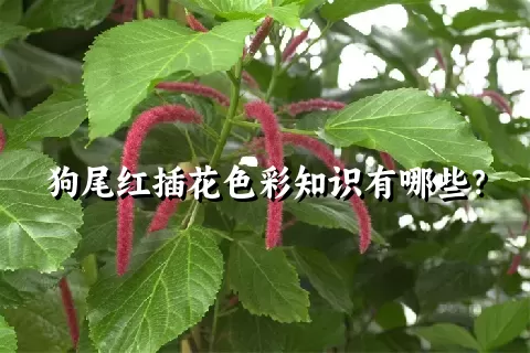 狗尾红插花色彩知识有哪些？