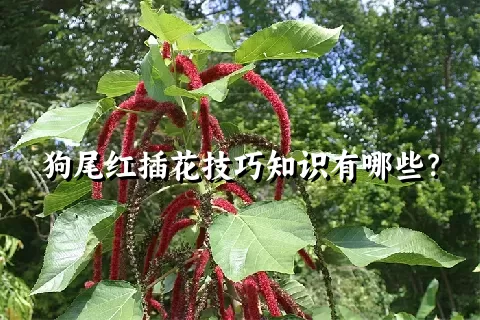 狗尾红插花技巧知识有哪些？